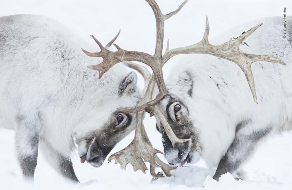 C’est le mâle dominant, à gauche, qui est sorti vainqueur de ce « Tête à tête ». © Stefano Unterthiner, <em>Wildlife Photographer of the Year</em>