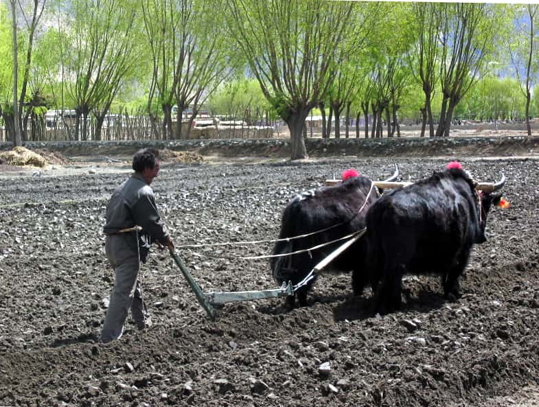 Si la traction animale reste utilisée au Tibet, on trouve aussi dans les villages des petits tracteurs et des batteuses. © Nathan Freitas, <em>Wikimedia Commons</em>, cc by sa 2.0