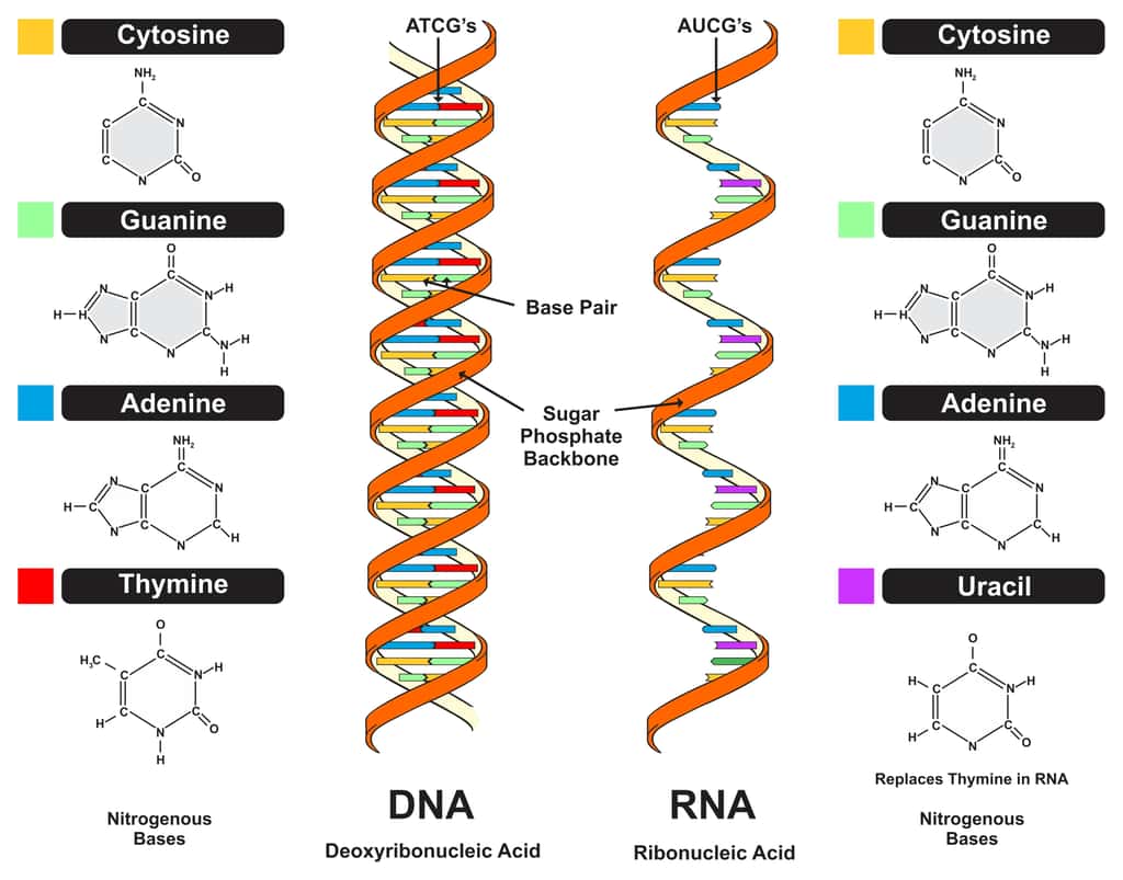  Les cinq bases azotées principales sont l'adénine, la cytosine, la guanine, la thymine et l'uracile, respectivement symbolisées par A, C, G, T et U. L'ADN est constitué des 4 bases suivantes : A, G, C et T ; l'ARN est constitué des 4 bases suivantes : A, G, C et U. © Udaix, Adobe Stock