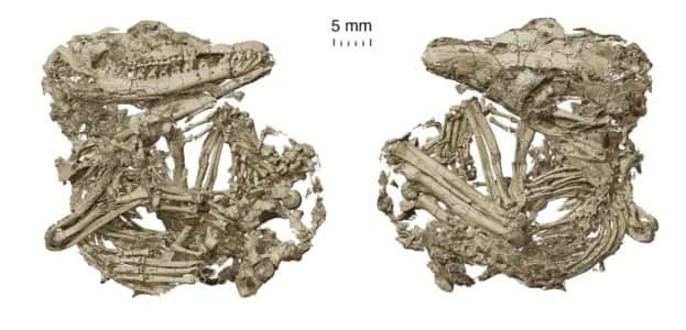 Deux squelettes de protomammifères analysés dans le cadre de l’étude. © Chuang Zhao