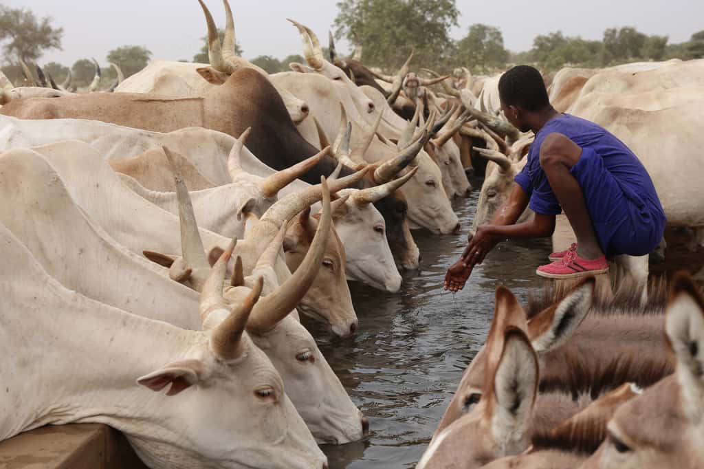 Face à l'arrivée de la sécheresse en Afrique, les petites fermes avec du bétail se sont multipliées. © Xavier, Adobe Stock