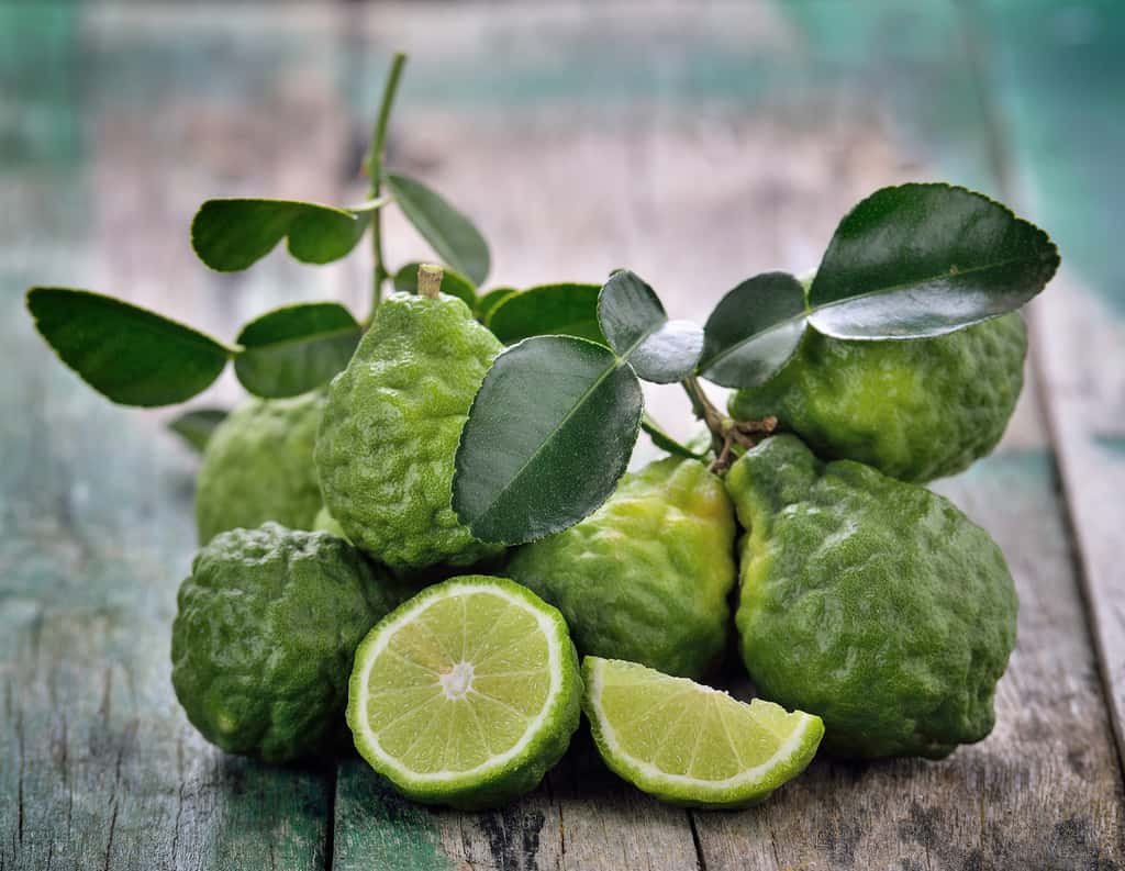 La bergamote, fruit du bergamotier, est un agrume au goût amer et acide à la fois, entre le citron vert et l’orange amère. © Sommai, Adobe Stock