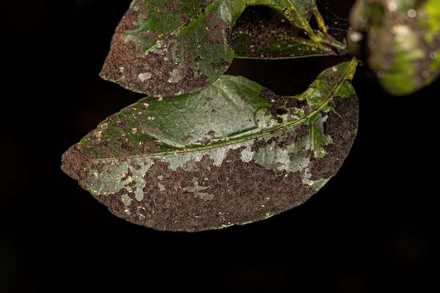 Fumagine sur feuilles d'agrume. © ViniSouza128, Adobe Stock