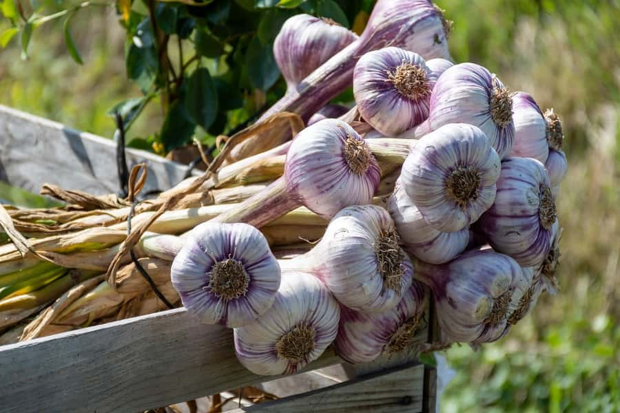 Faire sécher l'ail violet pour une meilleure conservation. © barmalini, Adobe Stock