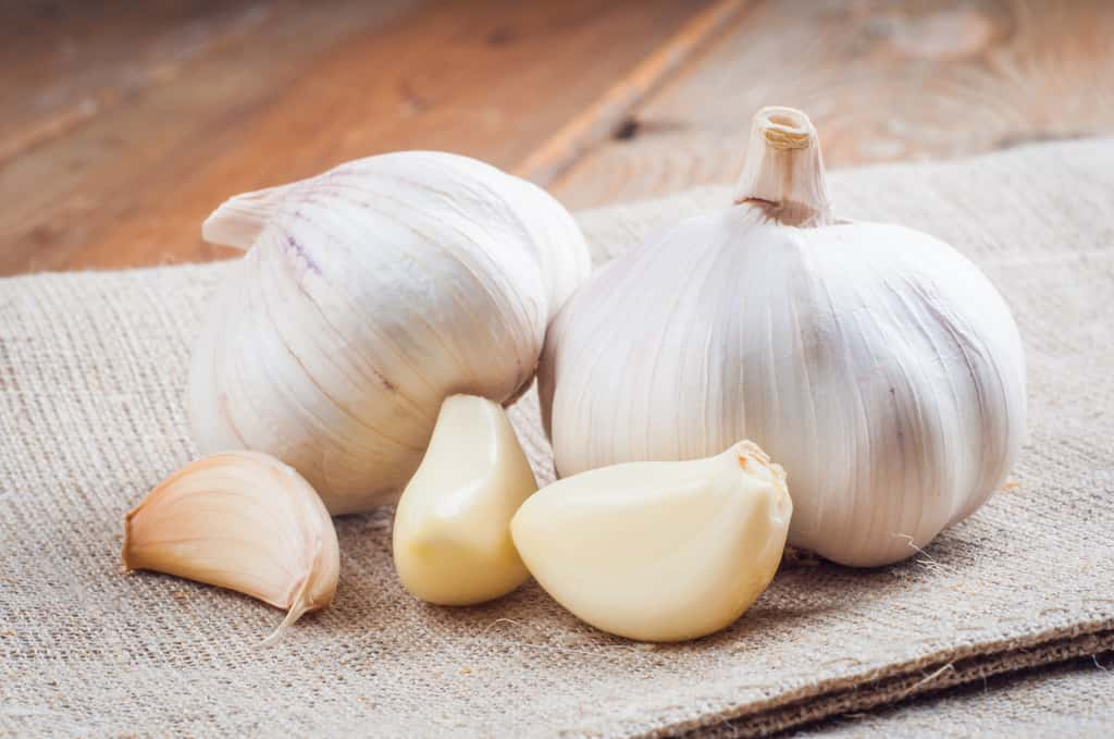 Les divers composés soufrés malodorants, issus de la dégradation d’une enzyme libérée quand on coupe l’ail, mettent jusqu’à 24 heures pour être éliminés de l’organisme ! © YB, Adobe Stock