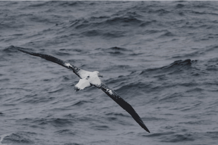 Grand albatros équipé d'une balise au large des Kerguelen. © C. Matheron, Taaf