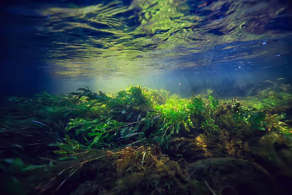  Les algues vertes sont souvent présentes dans les eaux peu profondes ; lorsqu'elles s'échouent sur le rivage et entrent en putréfaction, elles dégagent un gaz toxique, l’hydrogène sulfuré (H2S) qui peut entraîner de graves effets sur la santé. © kichigin19, Adobe Stock