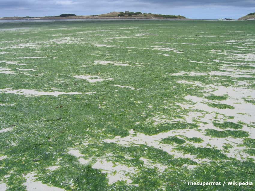 Des algues vertes sur la plage (Finistère Nord, Bretagne, France). © Thesupermat