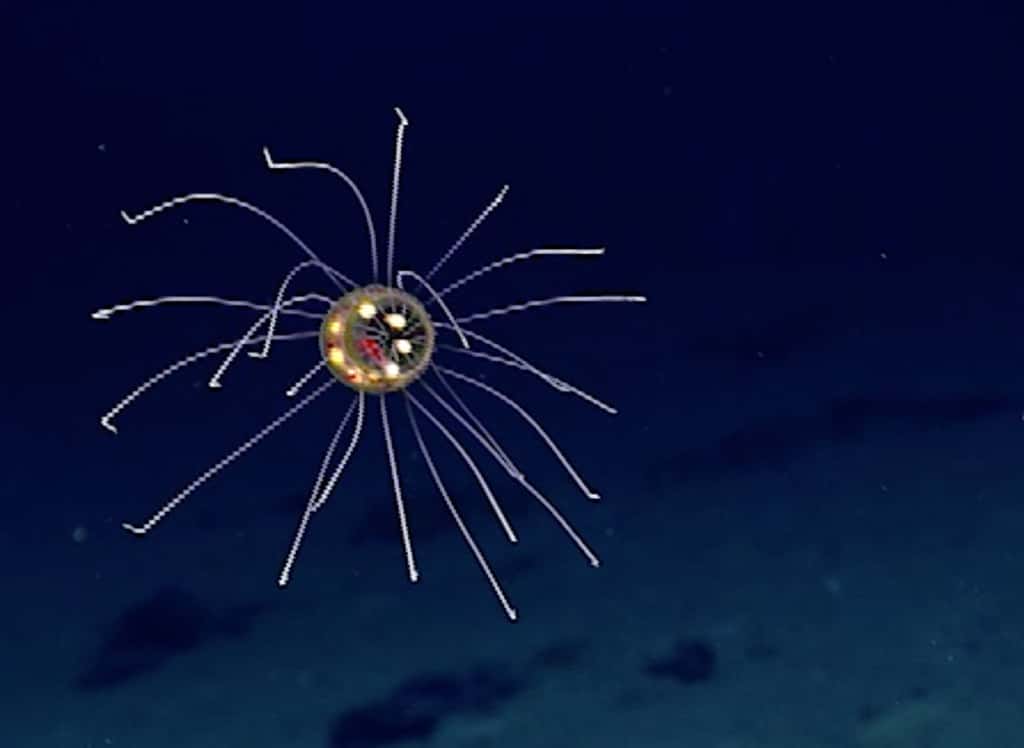 Une hydroméduse d’une espèce inconnue croisée au fond de l’océan Pacifique. © NOAA Office of Ocean Exploration and Research, 2016 Deepwater Exploration of the Marianas