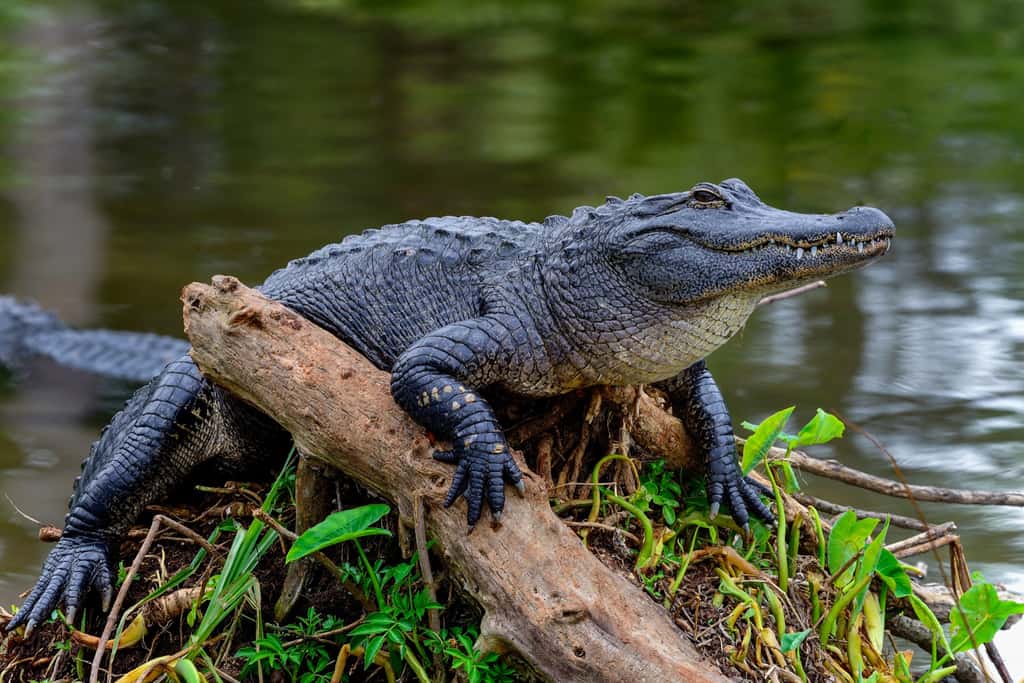 Crocodile, caïman, alligator… Sauriez-vous faire la différence ? Ici, un alligator. © hakoar, Adobe Stock