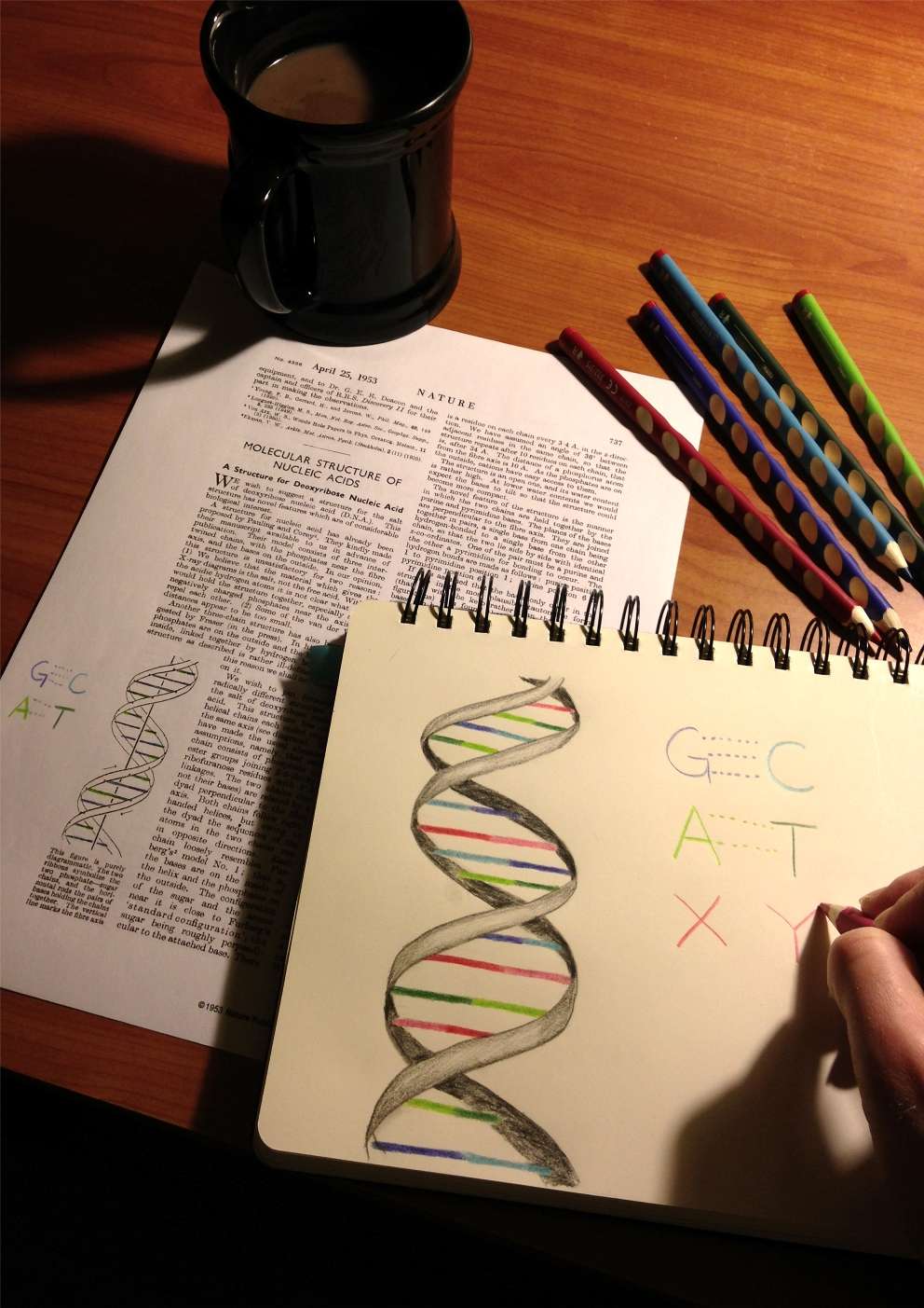 Les étudiants en biologie devront revoir leurs classiques et intégrer l’idée que l’ADN peut comporter de nouveaux couples de base… © Synthorx