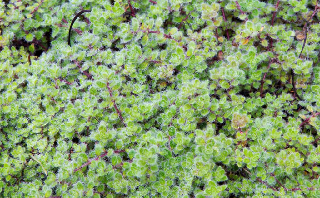Le thym laineux et ses petites feuilles duveteuses. © Danny, Adobe Stock