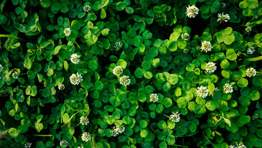 Le trèfle blanc nain, une plante aux nombreux avantages pour votre pelouse ! © Natalia, Adobe Stock