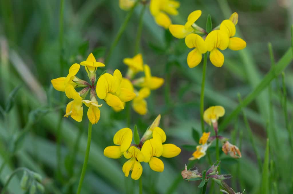 Le lotier commun, une plante mellifère qui attire la biodiversité dans votre jardin ! © Thomas, Adobe Stock