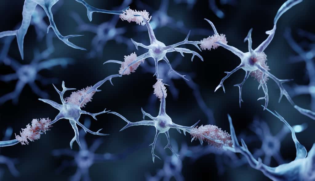 Une bactérie est capable d'infecter les cellules du cerveau et d'engendrer des symptômes comparables à Alzheimer. © Artur, Adobe Stock