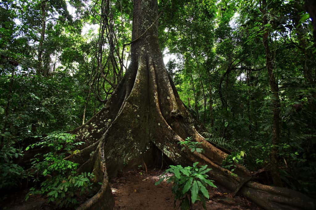  La terre noire d'Amazonie contient plus de nutriments et de micro-organismes que les autres types de terres, d'où ses pouvoirs extraordinaires. © Aurélien Benard, Adobe Stock