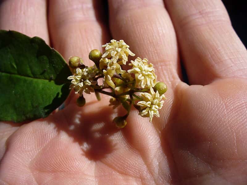 Les fleurs d'<em>Amborella</em> sont petites et se retrouvent à l'extrémité des feuilles, formant des grappes pouvant contenir jusqu'à 30 fleurs. © Scott Zona, Wikipédia, cc by 2.0