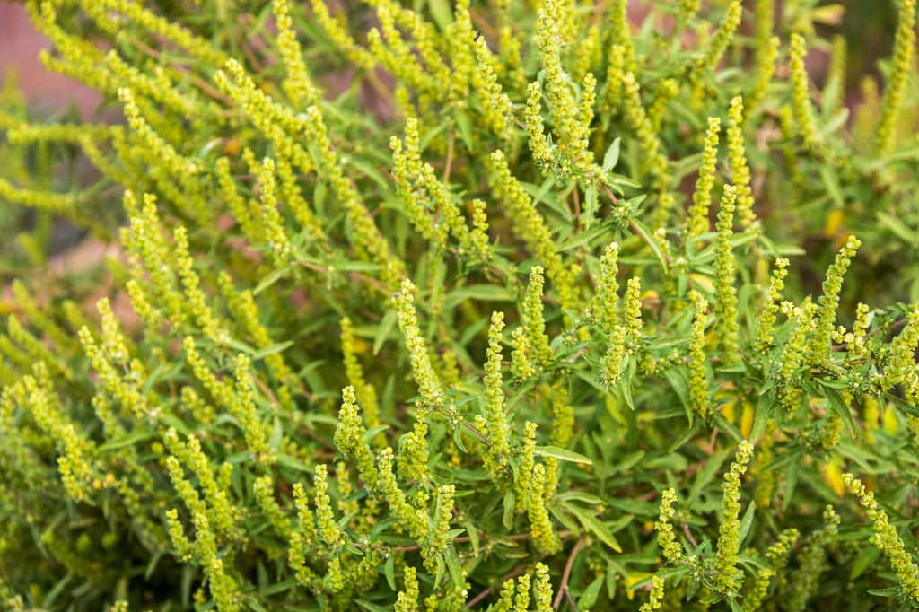 Le pollen d’ambroisie à feuilles d’armoise (<em>Ambrosia artemisiifolia L.</em>) est responsable d’allergies, influencées par l’augmentation de la pollution et du CO<sub>2</sub> atmosphériques associée au changement climatique. © Elena, Adobe Stock