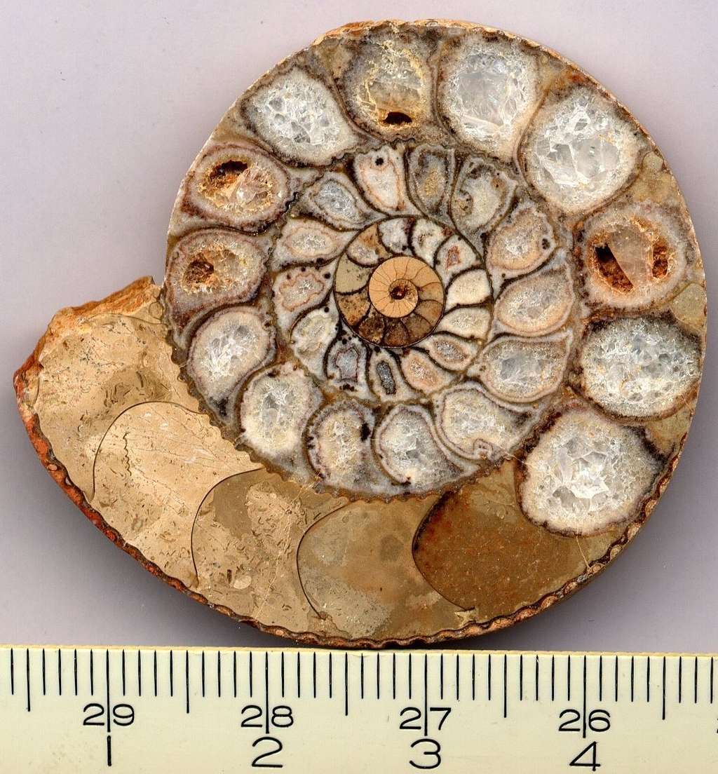 Coupe transversale d'une ammonite montrant la succession des chambres cloisonnées. © Tomomarusan, <em>Wikimedia Commons</em>, CC BY-SA 3.0 