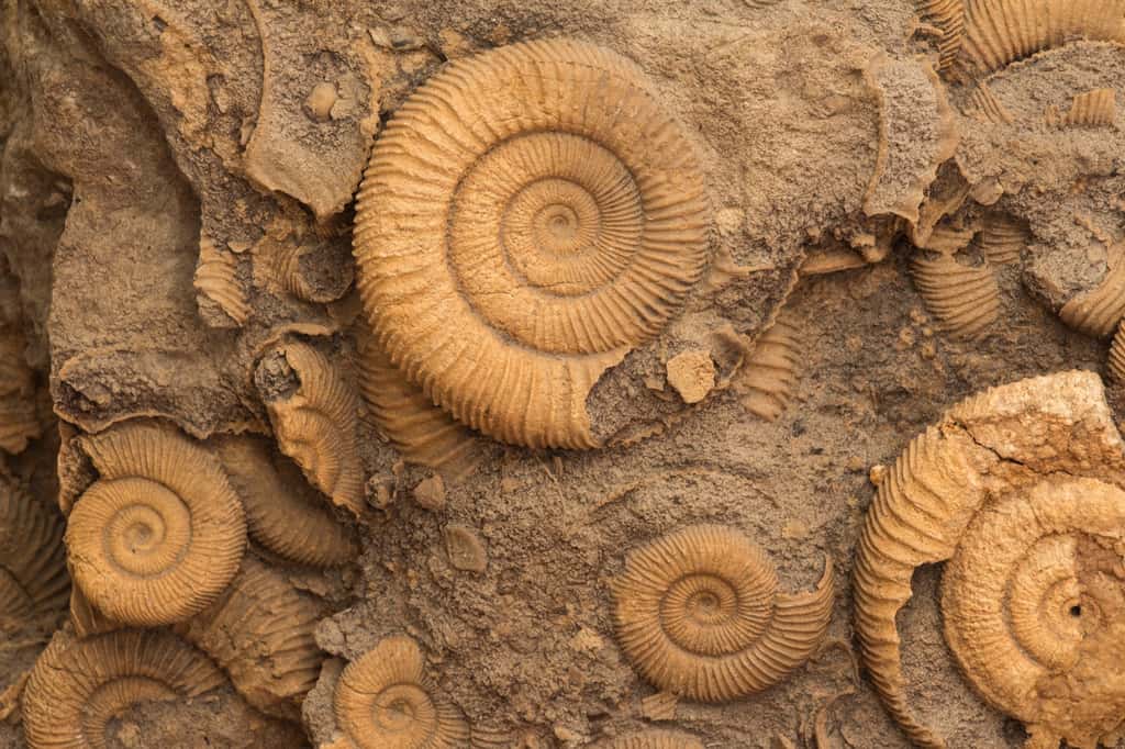 Les diverses espèces d'ammonites servent fréquemment de marqueurs biostratigraphiques pour définir des périodes, époques ou âges géologiques. © Bas, Adobe Stock