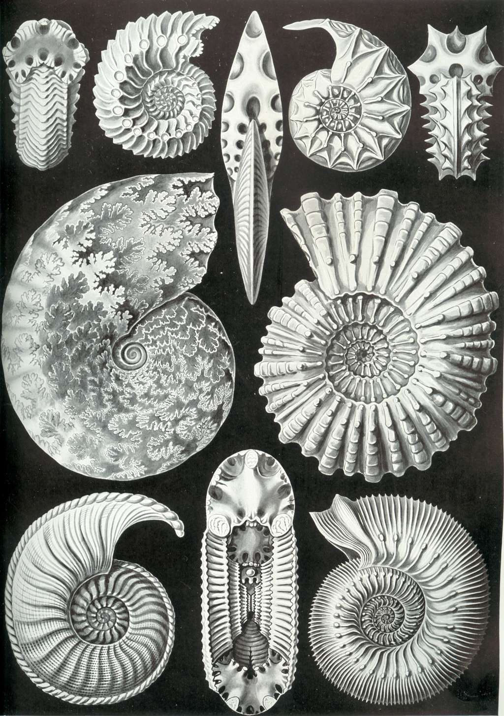 Exemples d'ammonites dessinés par Ernst Haeckel dans <em>Kunstformen der Natur</em> paru en 1899. © Ernst Haeckel, Domaine public, <em>Wikimedia Commons</em>
