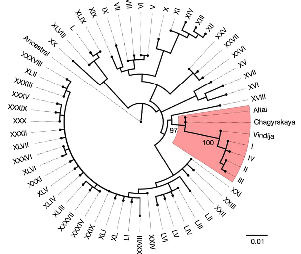 L'analyse phylogénétique de l'ADN de l'haplotype à risque des patients Covid-19 avec des génomes de l'Homme de Néandertal. Les génomes <em>Altai et Chagyrskaya</em> appartiennent à des populations de Russie et de Sibérie et <em>Vindija</em> du sud de l'Europe. © Hugo Zeberg & Svante Pääbo, Nature