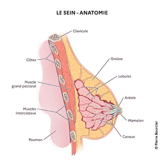 Anatomie du sein. © Pierre Bourcier, Institut national du cancer