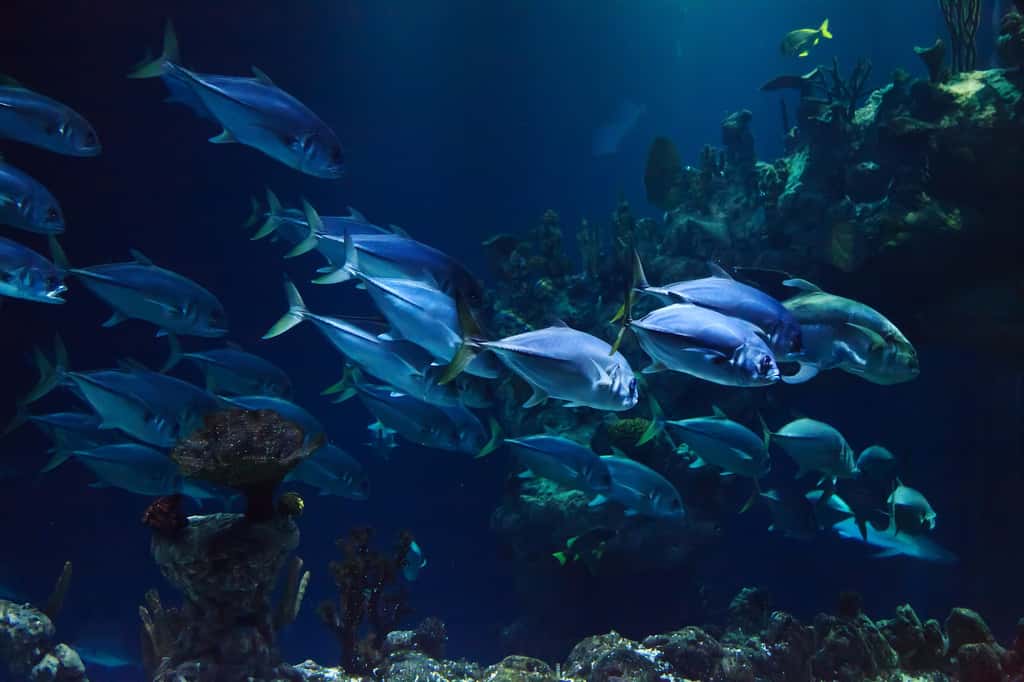 Les poissons qui ne supportent pas les eaux chaudes migrent vers les zones polaires ou les profondeurs. © PublicDomainPictures, Pixabay