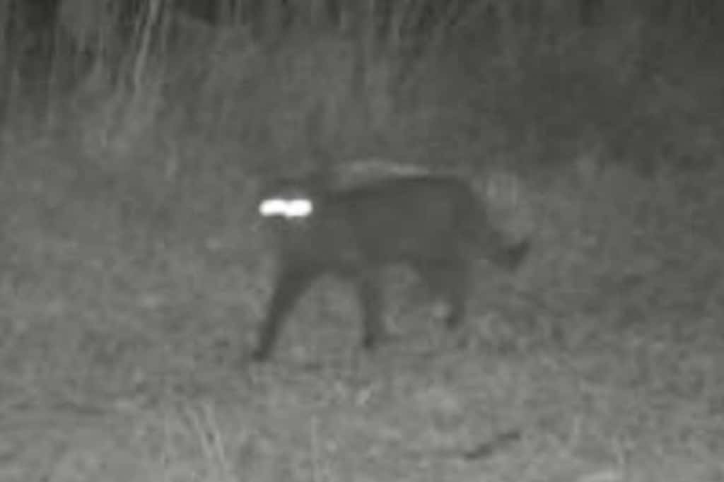 Les caméras de surveillance ont capté la silhouette d'un étrange animal aux yeux luisants. Ces technologies d'observation discrète permettent de mieux comprendre la vie sauvage. © <em>South Florida Wildlands Association</em>, iStock