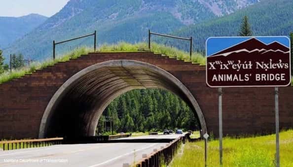 Un exemple de pont dédié à la vie sauvage au Montana. © <em>Montana Department of transportation</em>