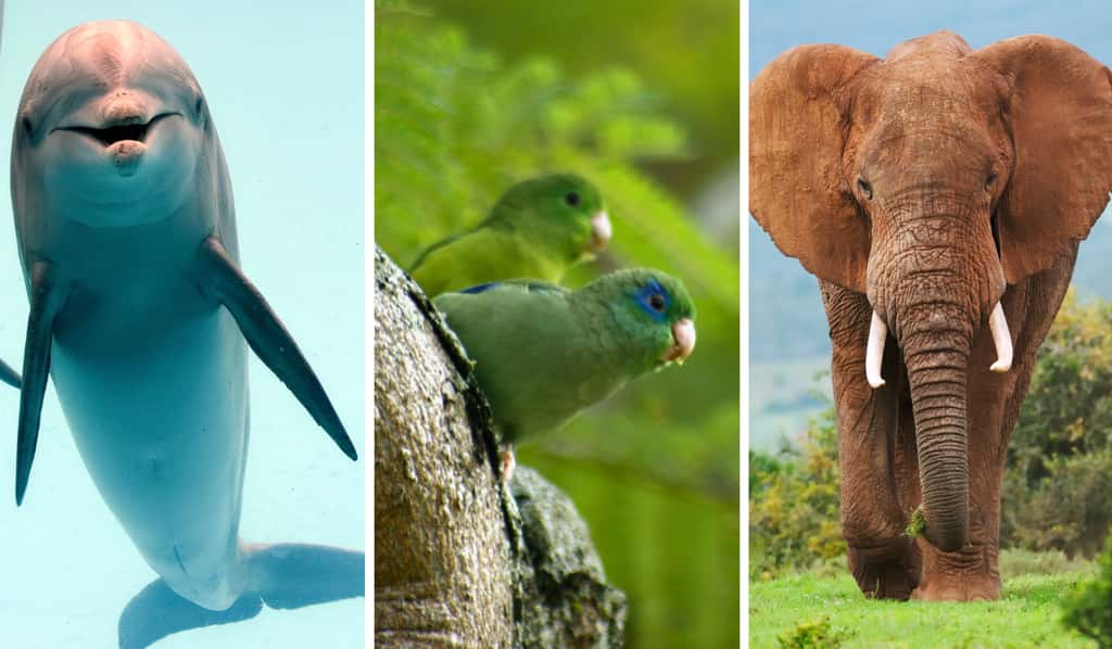 Ces trois espèces font partie des centaines chez qui l'autosexualité a été observée. À gauche : le grand dauphin (<em>Tursiops truncatus</em>), au centre : le toui à lunettes (<em>Forpus conspicillatus</em>), à droite : éléphant d'Afrique (<em>Loxodonta africana</em>). La recherche à propos de ce comportement chez les oiseaux est relativement peu développée. © Kory et Peterfodor, Adobe Stock ; Rogier Klappe, <em>Wikimedia Commons</em> 