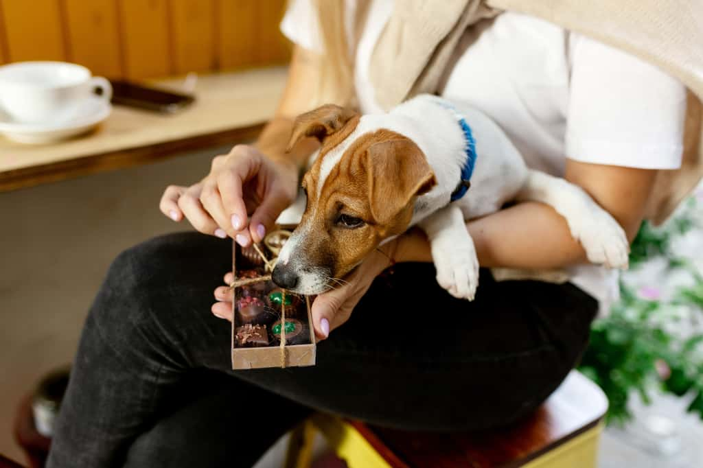 Prenez garde ! Le chocolat est toxique pour les chiens, les chats et les lapins ! © Алина Битта, Adobe Stock