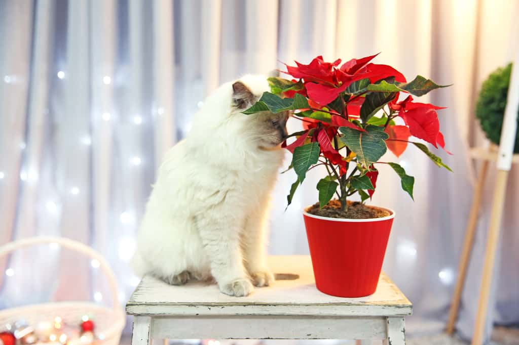 Attention, l'étoile de Noël, ou poinsettia, est irritante pour vos animaux ! © Africa Studio, Adobe Stock