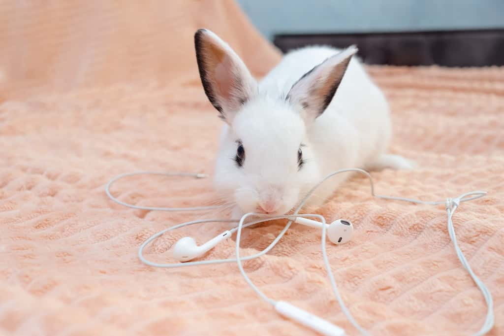 Assurez-vous de laisser traîner le moins d'affaires possible, les animaux sont curieux ! © Kristina, Adobe Stock