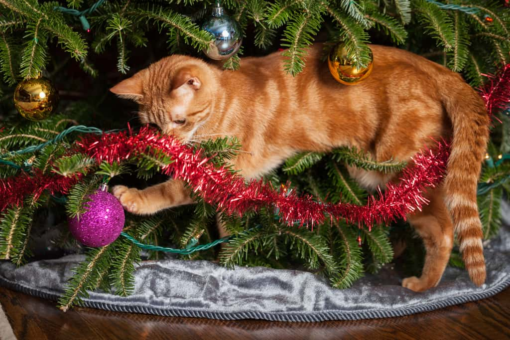 Attention à bien choisir les décorations si vous avez des animaux, elles peuvent être dangereuses ! © eurobanks, Adobe Stock