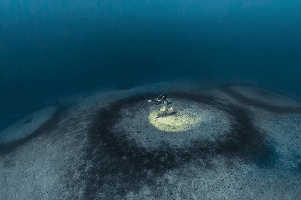 L'expédition Gombessa 6 a permis de récolter des échantillons et d'acquérir des images de grands anneaux de corail au large du Cap Corse. © Laurent Ballesta