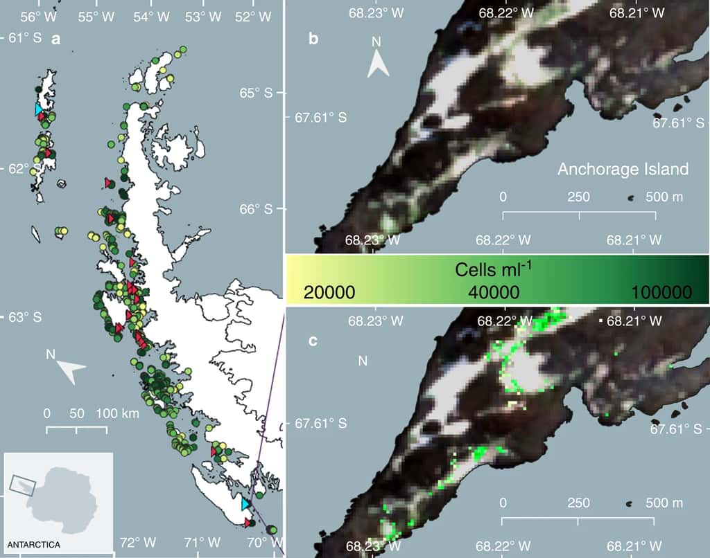Vue d'ensemble des efflorescences d'algues vertes dans la péninsule Antarctique. L'échelle de couleur des points correspond à la densité en algue verte. Les triangles rouges sont des zones validées sur le terrain. © Gray et al. <em>Nature Communications</em>