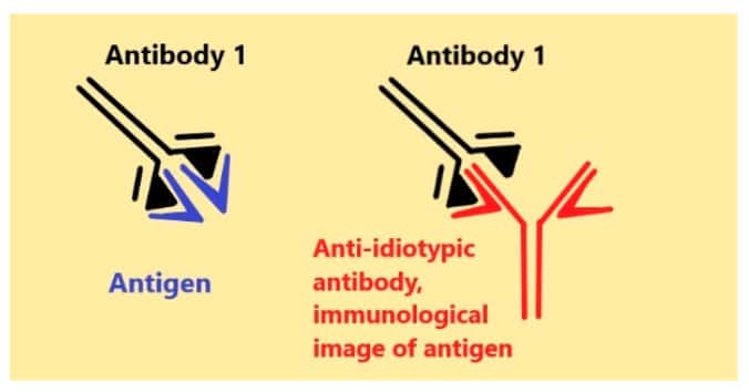 La différence entre un anticorps et un anticorps anti-idiotype. © tiré de Aliya K. Stanova et <em>al. antibodies </em>2020