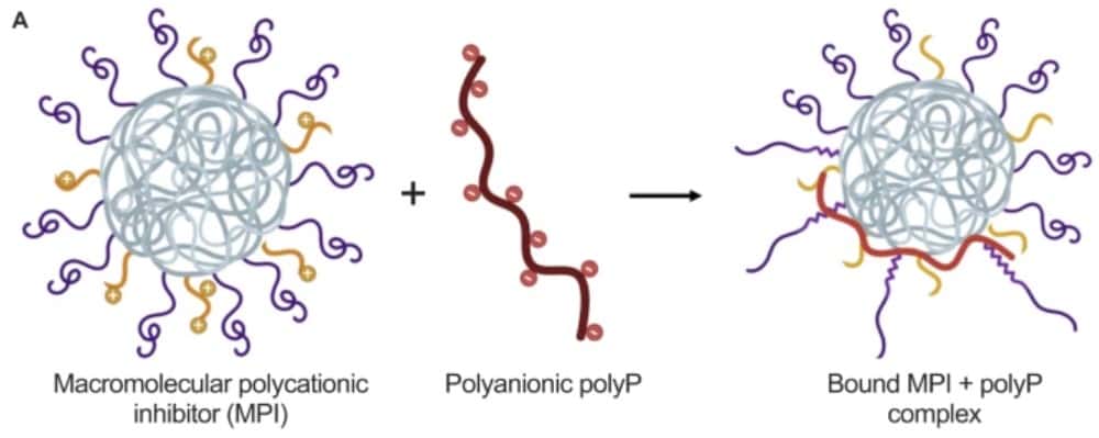 Représentation schématique de la liaison d'un inhibiteur de polyanions macromoléculaires (MPI) au polyphosphate pour former un complexe stable. © La, C.C., Smith, S.A., Vappala, S. <em>et al. Nat Commun</em> (2023)
