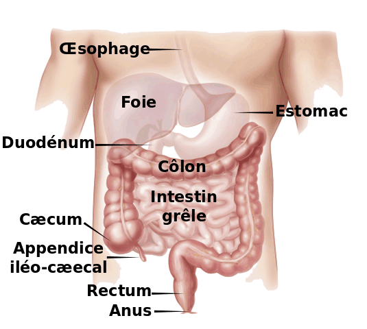 Localisation du côlon dans l'appareil digestif. © Medium 69, Wikimedia Commons