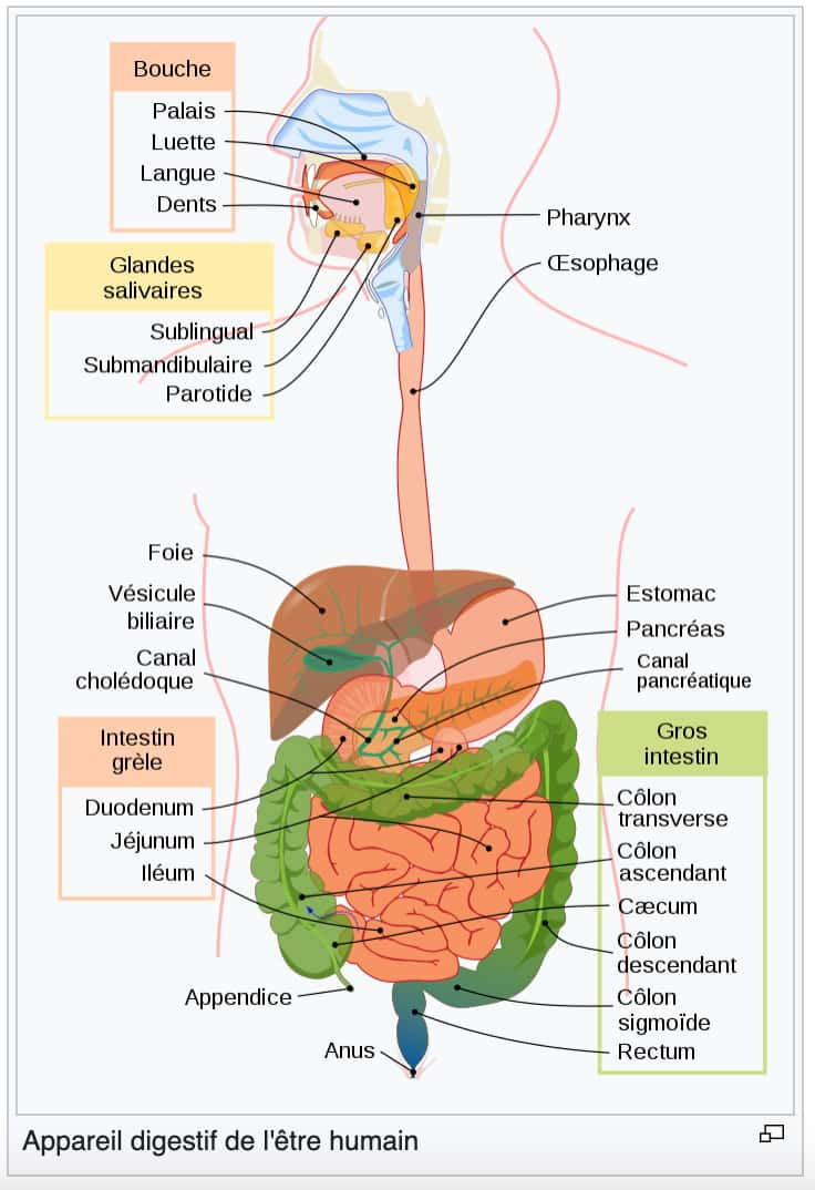 Appareil digestif de l'être humain. © LadyofHats, domaine public, <em>Wikimedia Commons</em>