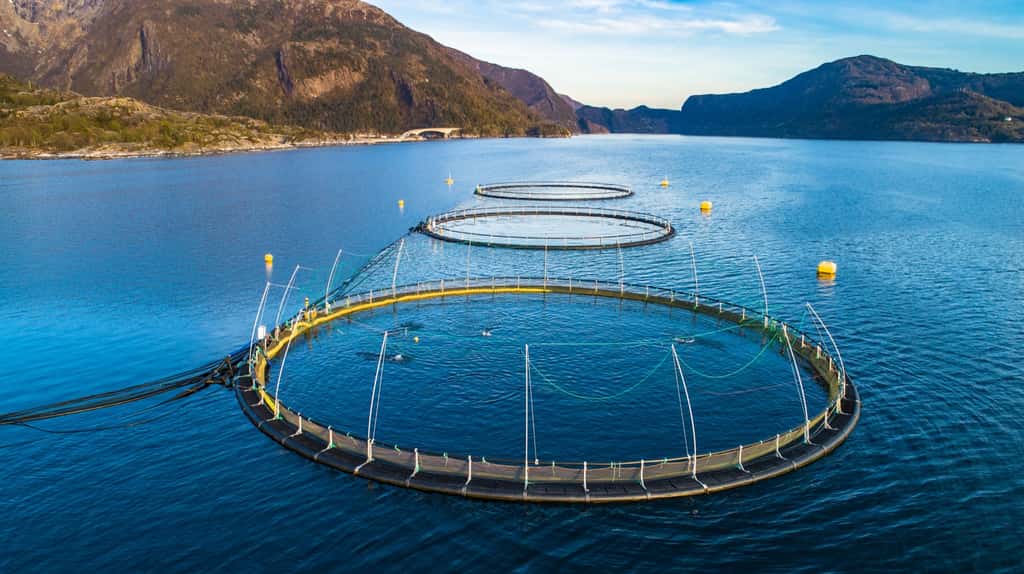 L'élevage en cages flottantes en mer est l'une des méthodes d'aquaculture. Ici, une ferme piscicole de saumon, en Norvège. © mariusltu, Adobe Stock