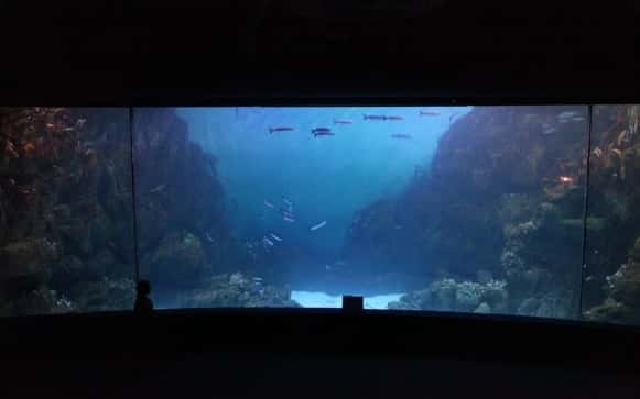 L’aquarium plein en fin d’expérience, au <em>National Marine Aquarium</em> de Plymouth, retient plus l’attention des visiteurs, fascinés. © Cracknell <em>et al.</em> 2015, <em>Environment &amp; Behavior</em>, CC by nc 3.0