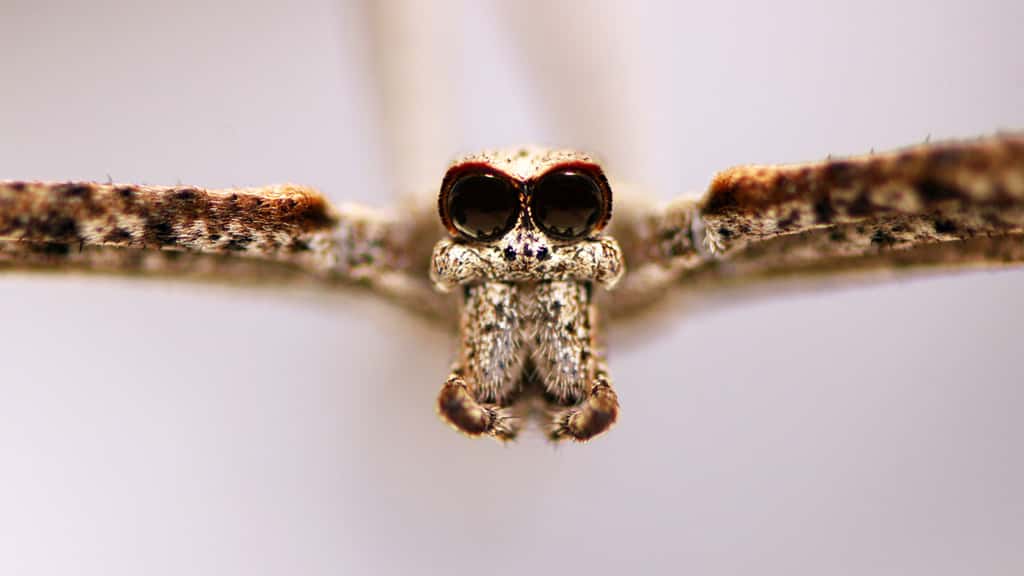 Deinopis spinosa vue de face. Les yeux caractéristiques de cette famille d'arachnides sont particulièrement visibles. © Jay Stafstorm