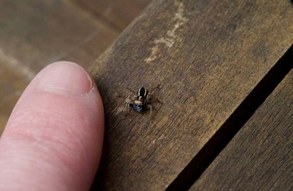 L'araignée sauteuse bleue découverte en Australie ne mesure que 4 millimètres. © Amanda De George