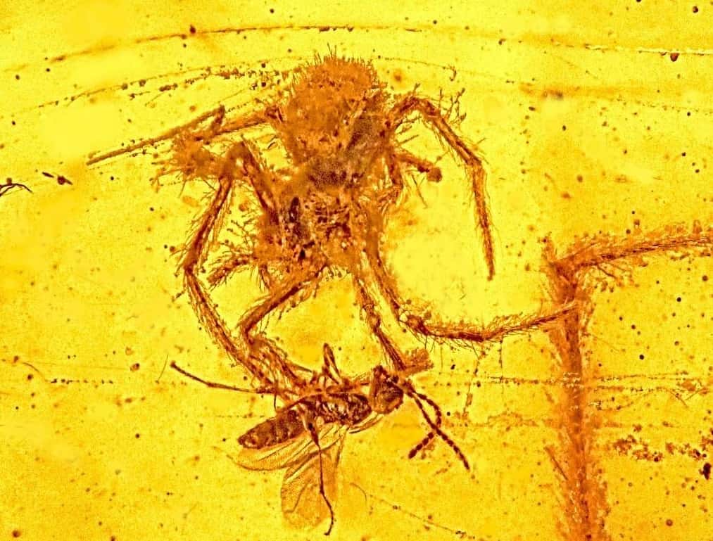 Voici le seul fossile montrant une attaque d'araignée connu à ce jour. Les deux animaux auraient été englués dans la résine il y a environ 100 millions d'années. <em>Geratonephila burmanica</em>, l'arachnide, appartient à la famille des néphilidés. © <em>Oregon State University</em>, Flickr, CC by-sa 2.0