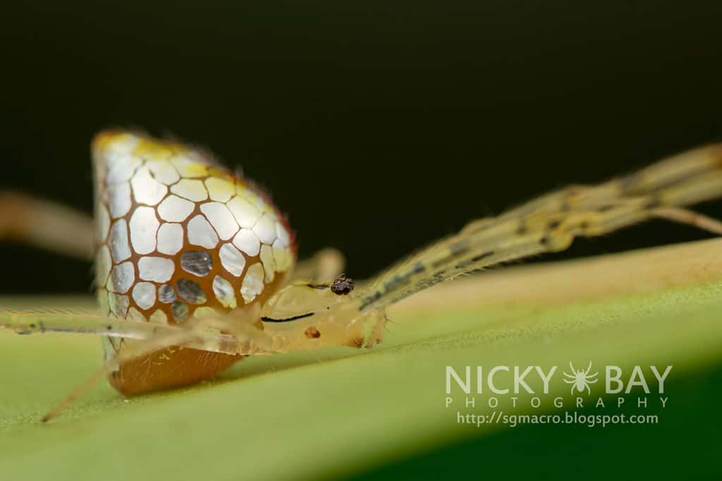 En l’espace d’une heure, l’araignée a l’abdomen presque totalement recouvert de plaques d’argent, peut-être constituées de guanine. © Nicky Bay, tous droits réservés