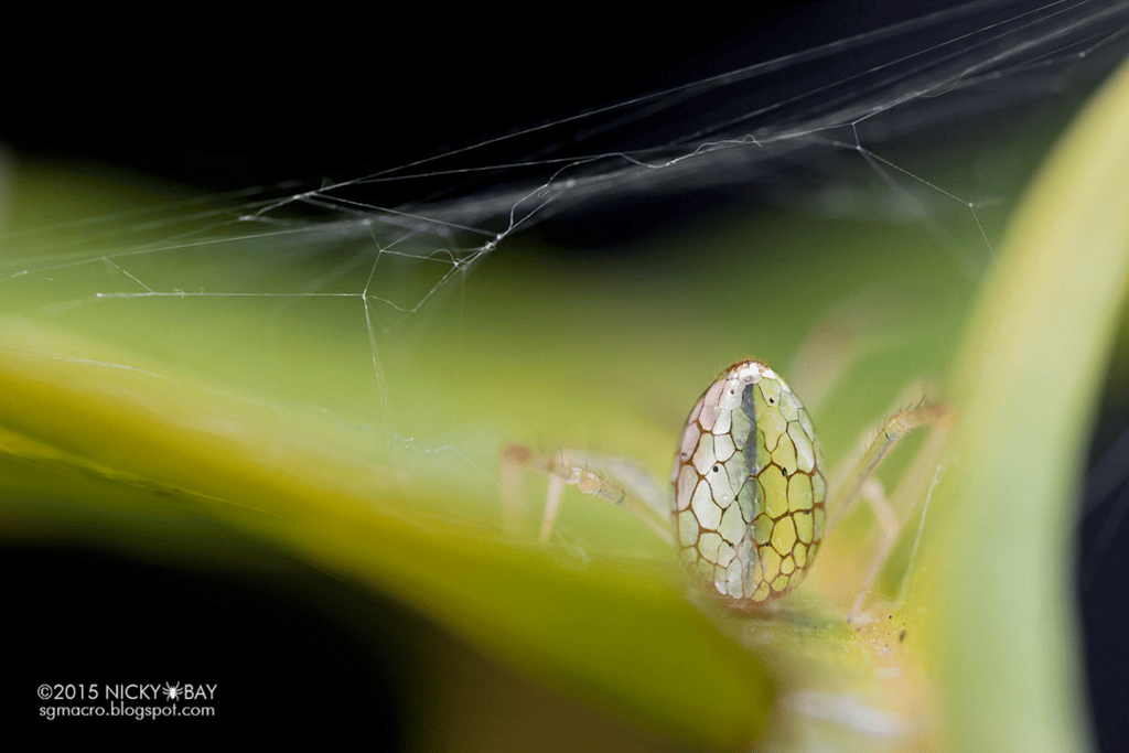 L’araignée-miroir, toujours au repos, vue à présent de dos. © Nicky Bay, tous droits réservés