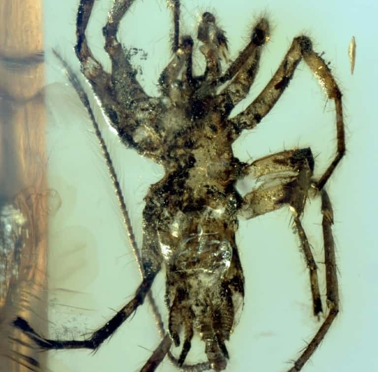 Une araignée <em>Chimerachne yingi</em>. Photo fournie par le site de la revue <em>Nature</em> le 5 février 2018. © Bo Wang, <em>Nature Publishing Group</em>, AFP