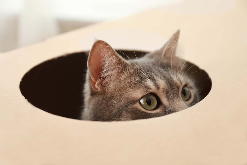 Les chats aiment particulièrement se cacher dans des cartons, l'occasion de s'en servir pour confectionner un arbre à chat ! © New Africa